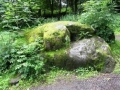 Moss
